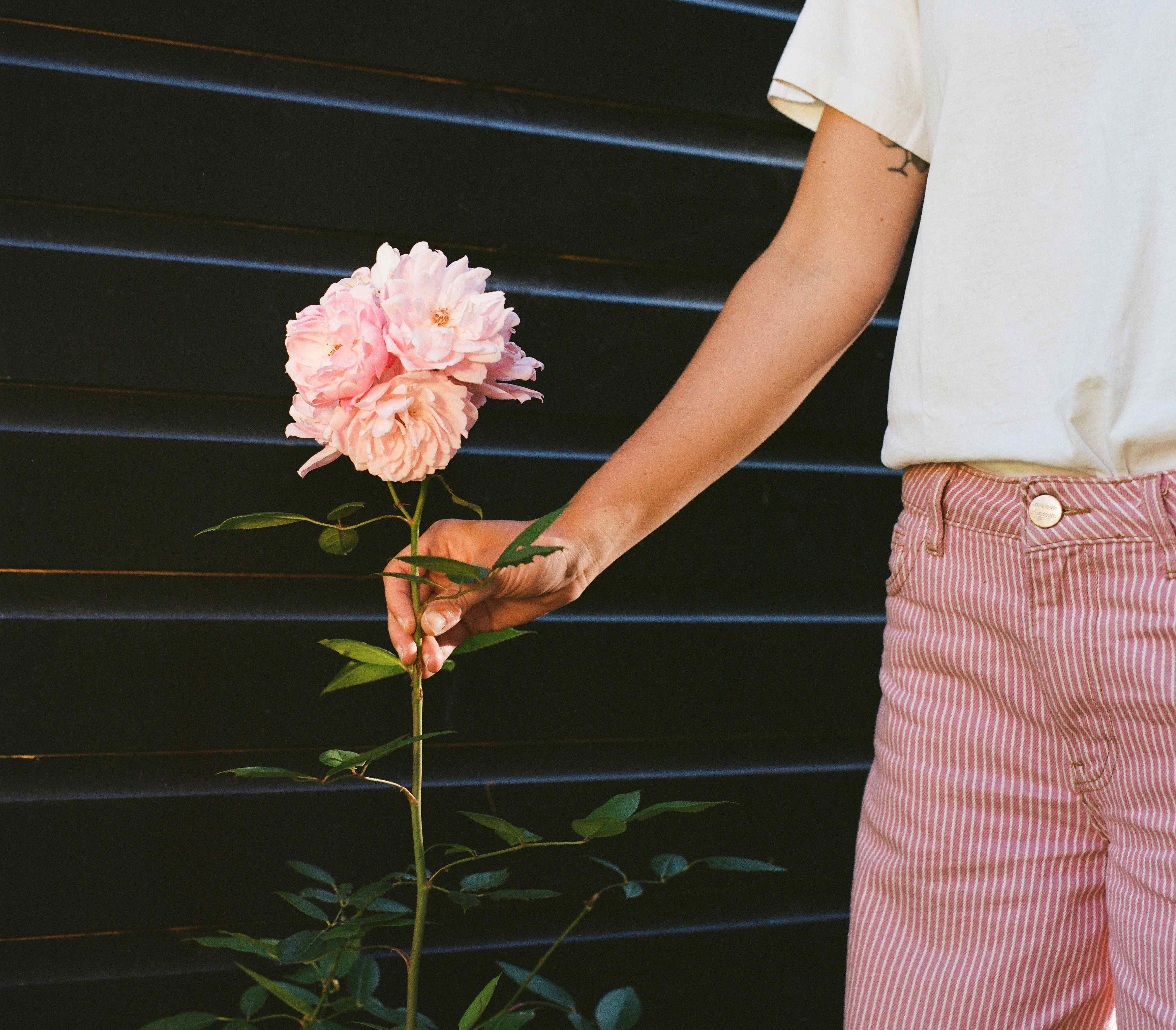Person holding a pink rose.